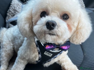 Maltipoo dogs in Luton - Advert 12