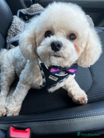 Maltipoo dogs in Luton - Advert 1