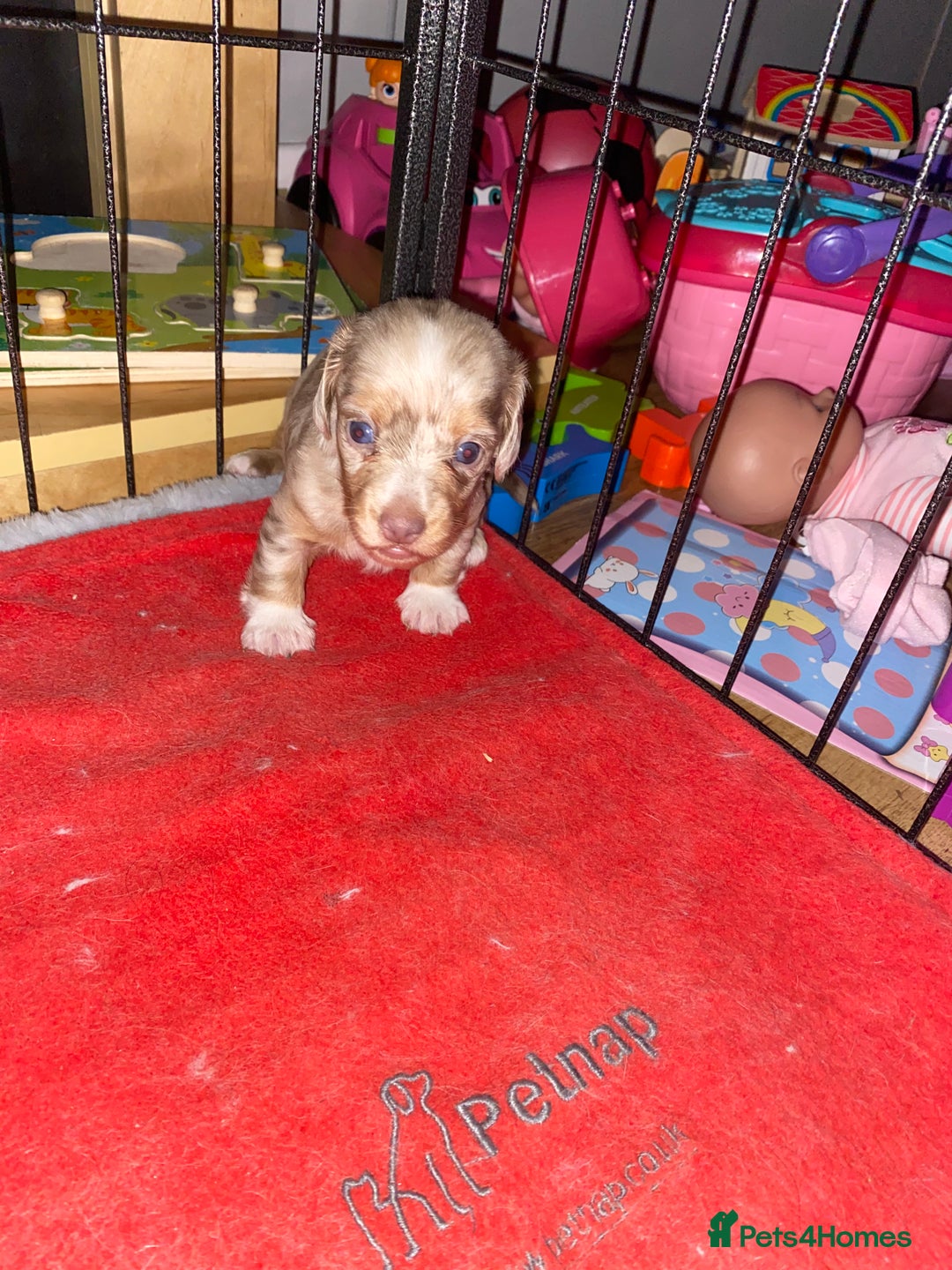 Miniature Dachshund dogs for sale: miniature isabella dapple dachshund  - Image 5