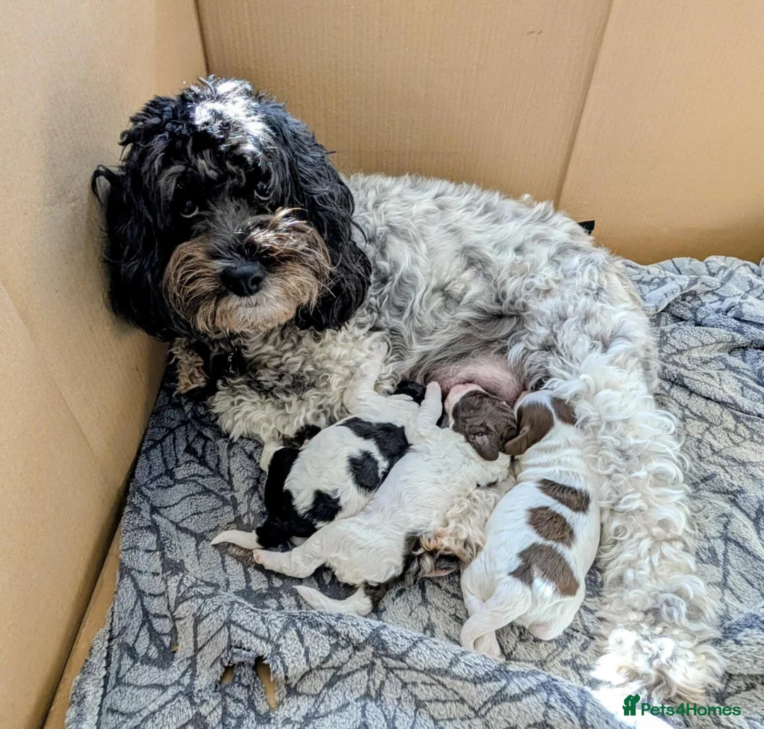 Cockapoo dogs for sale: Cockapoo Puppies READY TO GO  - Advert 31