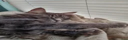 Maine Coon cats for sale: Beautiful 3/4 Maine Coon cross Kittens - Advert 4