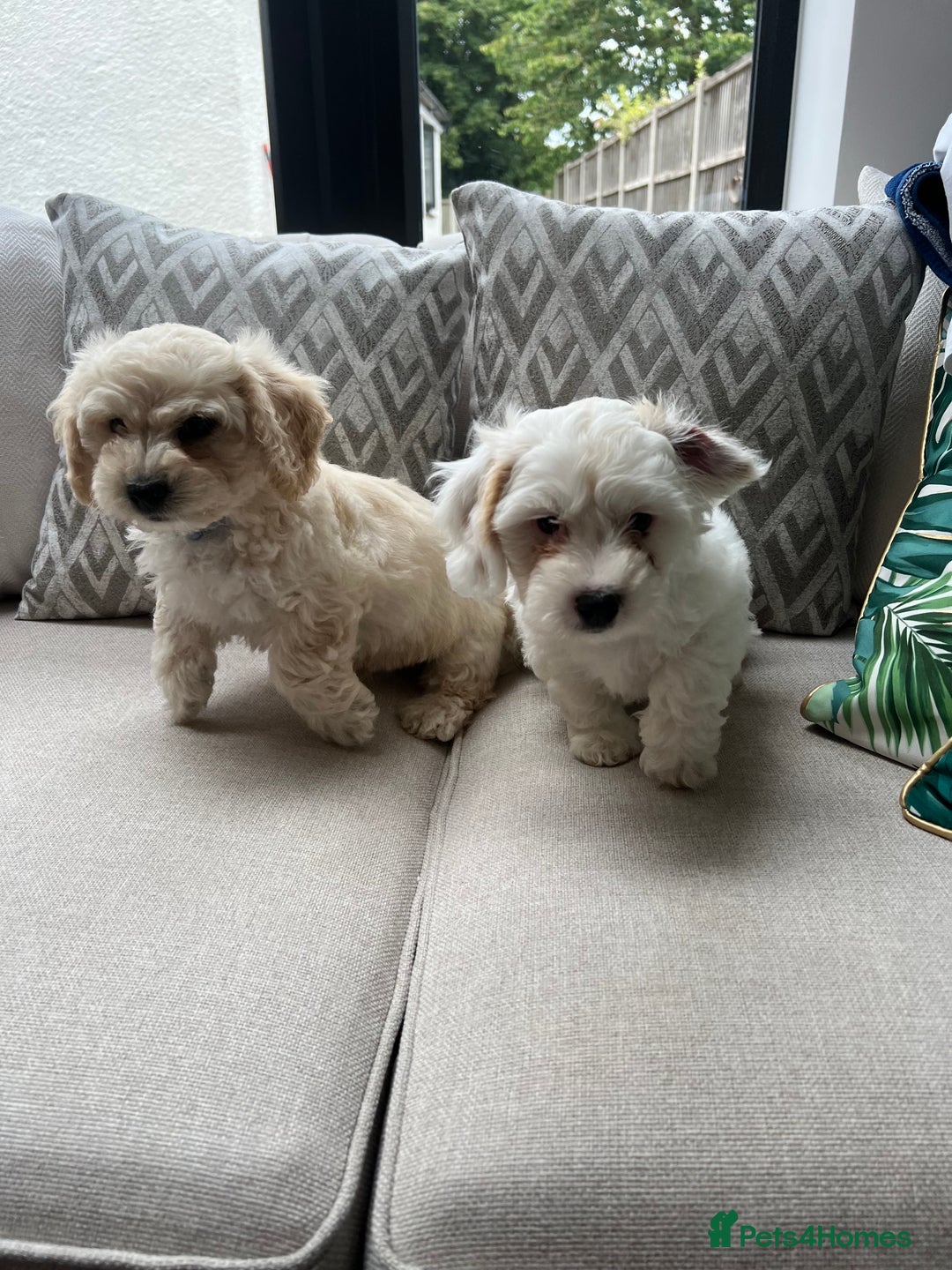 Cavachon dogs for sale: 2 Adorable boys ready for their forever homes 🐾 - Image 3