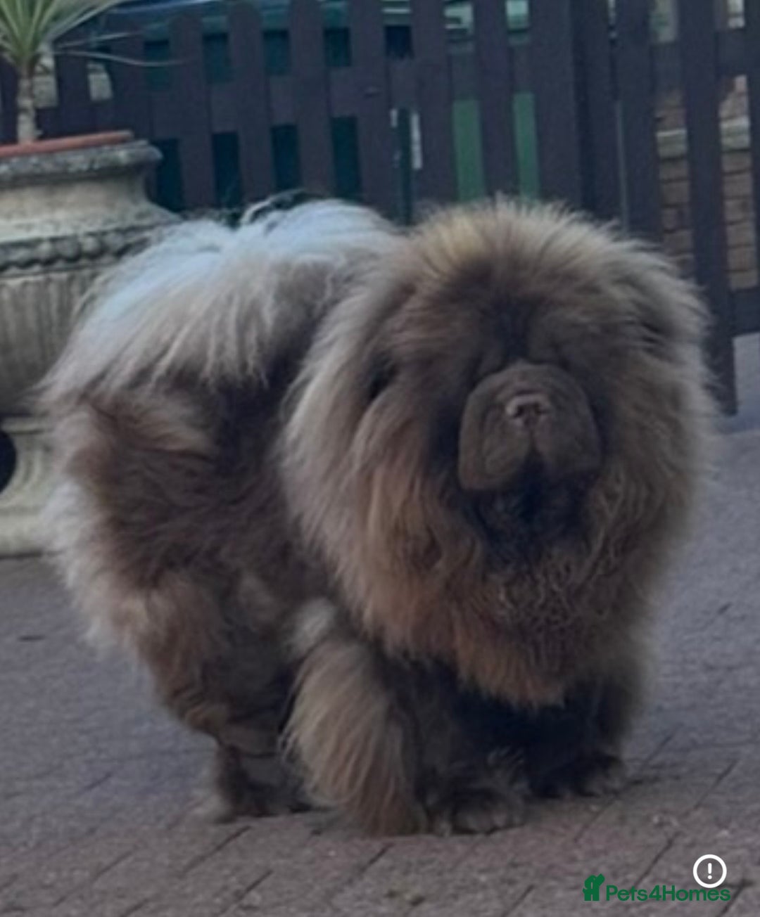 Chow Chow dogs for sale: Outstanding Quality Platinum Girl - Advert 2