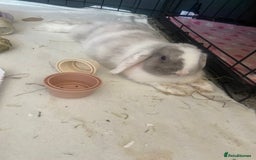 Mini Lop rabbits for sale: Female mini lop  - Image 5