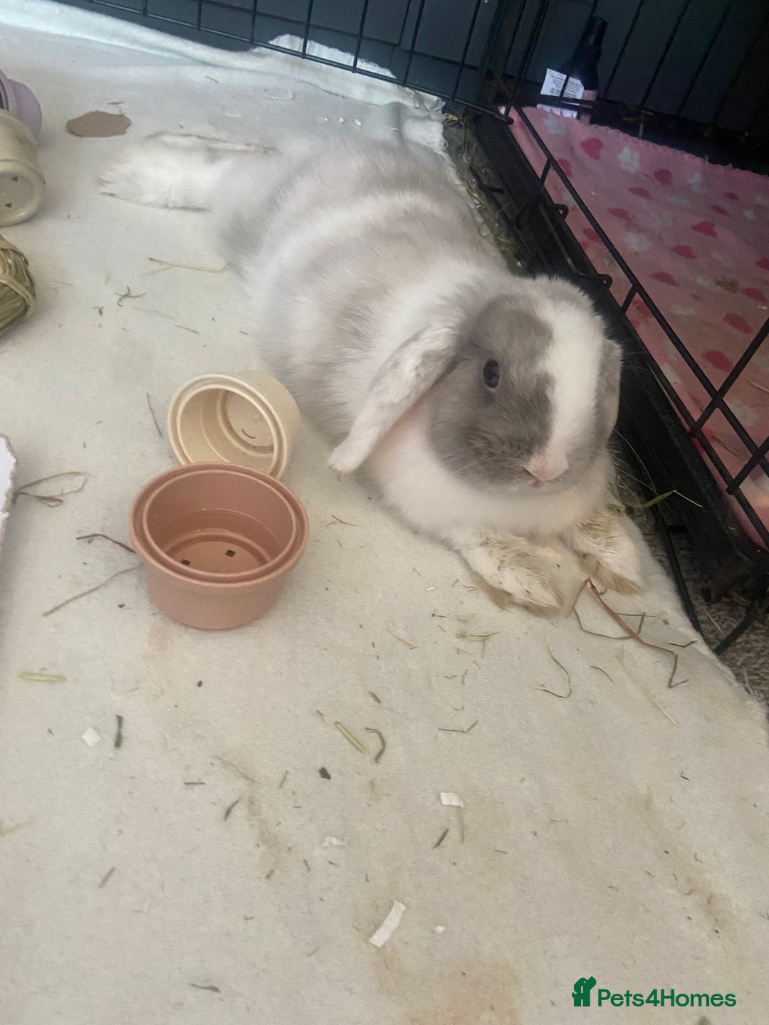 Mini Lop rabbits for sale: Female mini lop  - Image 5
