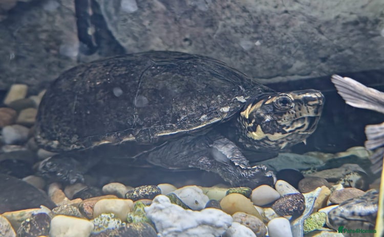 Turtle reptiles - Advert 2