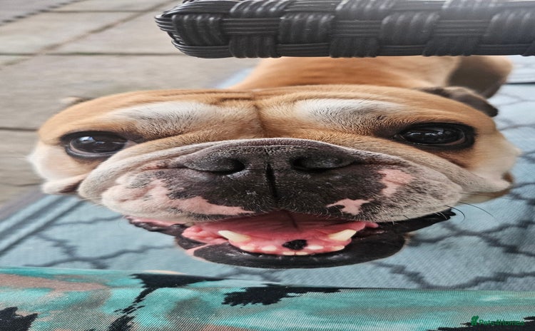 English Bulldog dogs - Advert 1