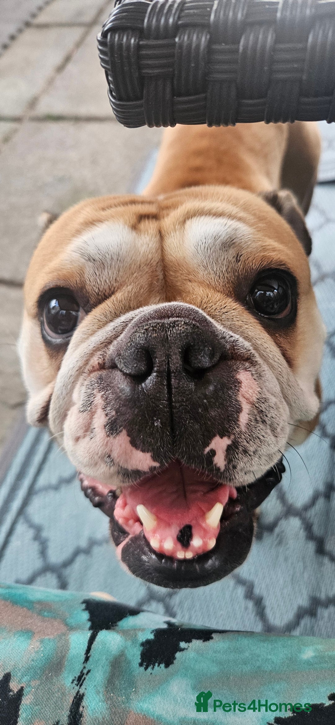English Bulldog dogs for sale: Gorgeous Old English Bulldog Female - Image 1