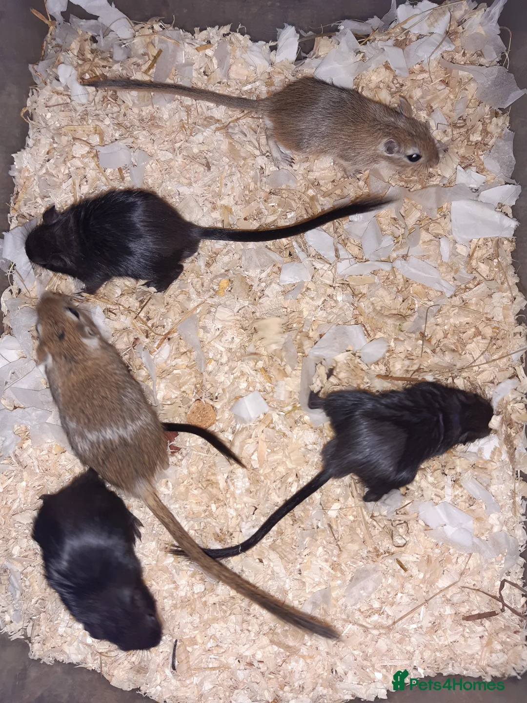 Gerbil rodents for sale: Super friendly gerbils from hobby breeder  - Advert 16