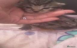 Mixed Breed cats for sale: Kittens for sale - Image 15