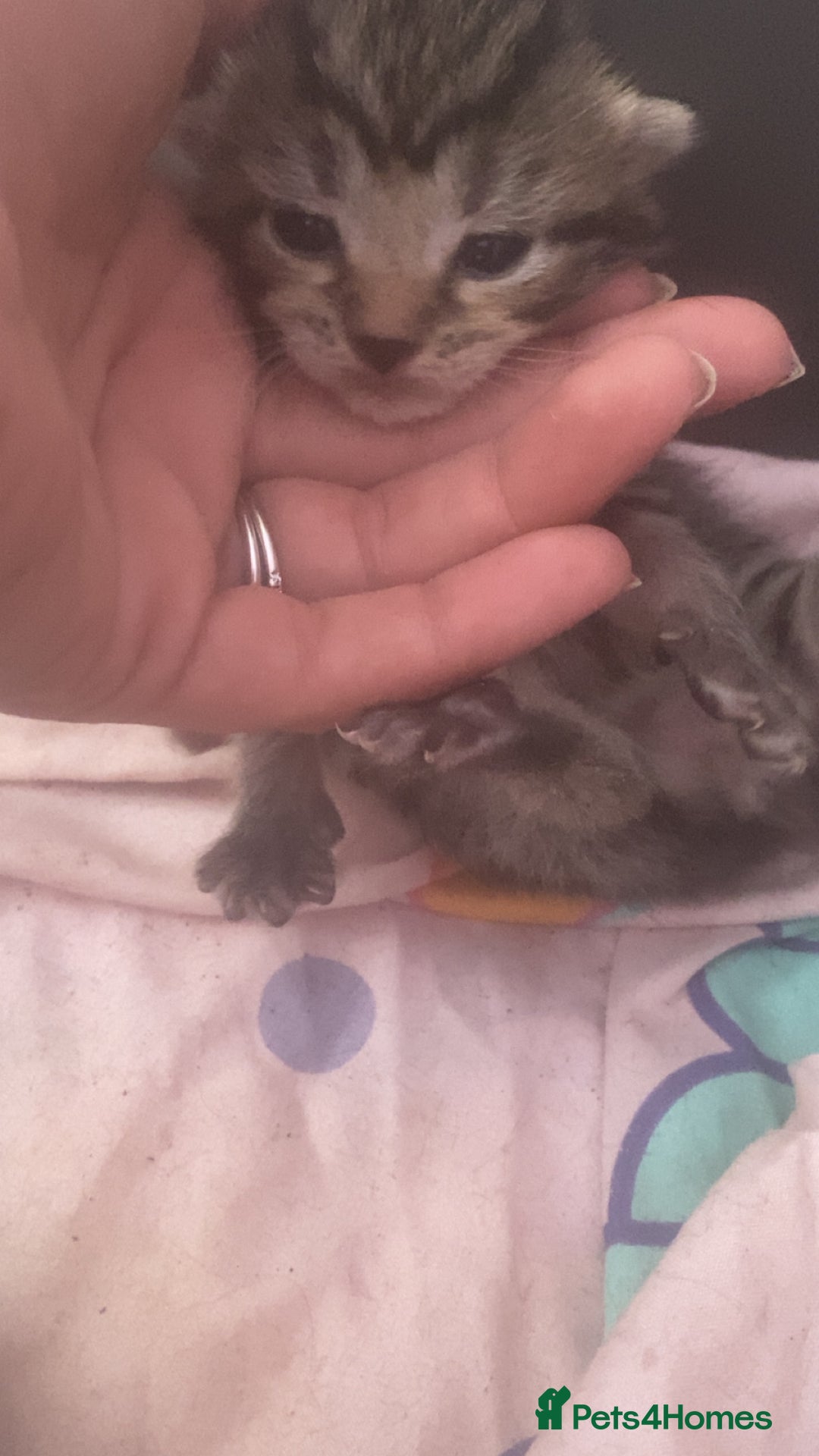 Mixed Breed cats for sale: Kittens for sale - Image 15
