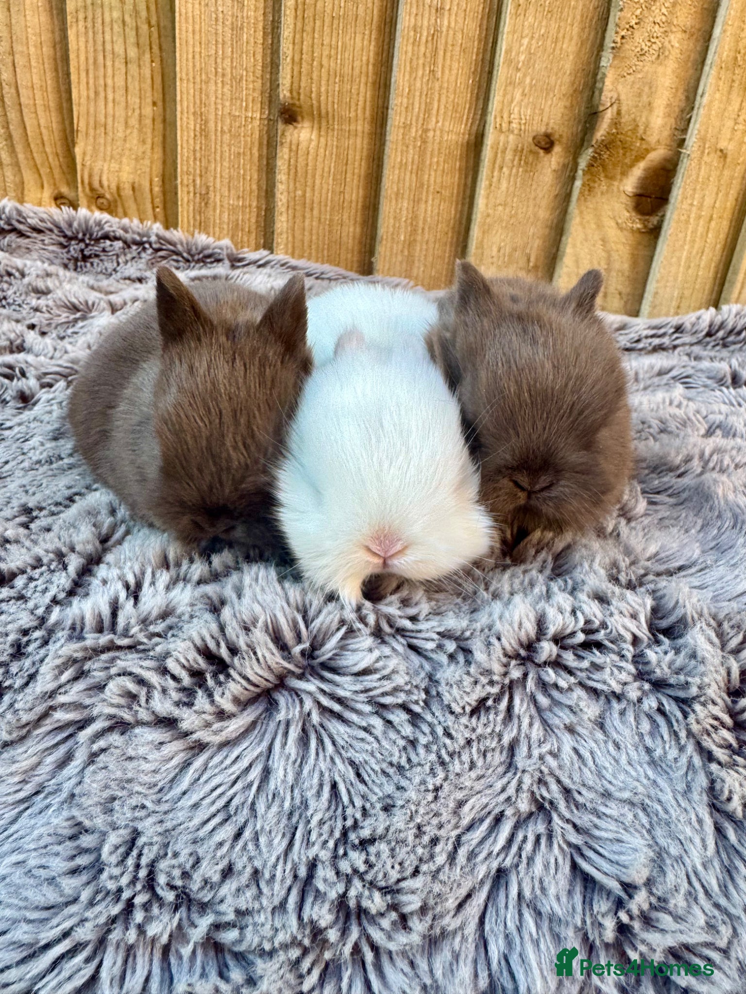 Netherland Dwarf rabbits Netherland Dwarf baby rabbits  - Advert 14