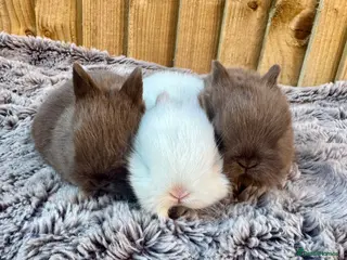 Netherland Dwarf rabbits Netherland Dwarf baby rabbits - Advert 14