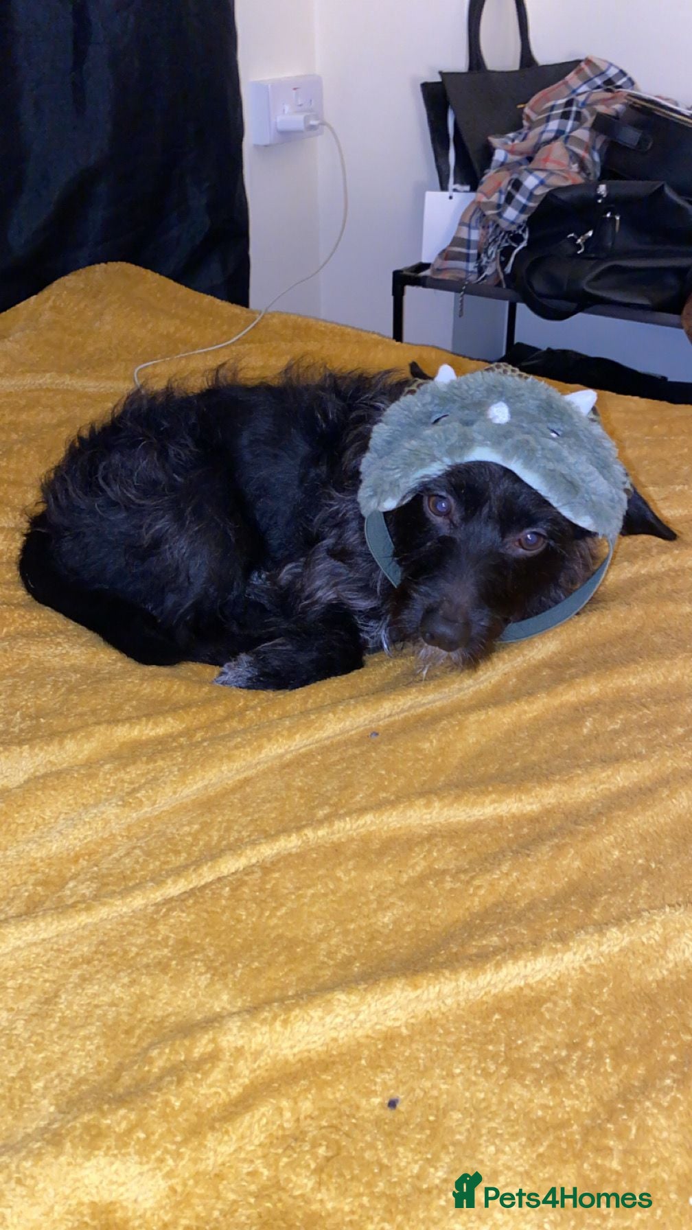 Jackapoo dogs Rex is looking for his new forever home. - Advert 1