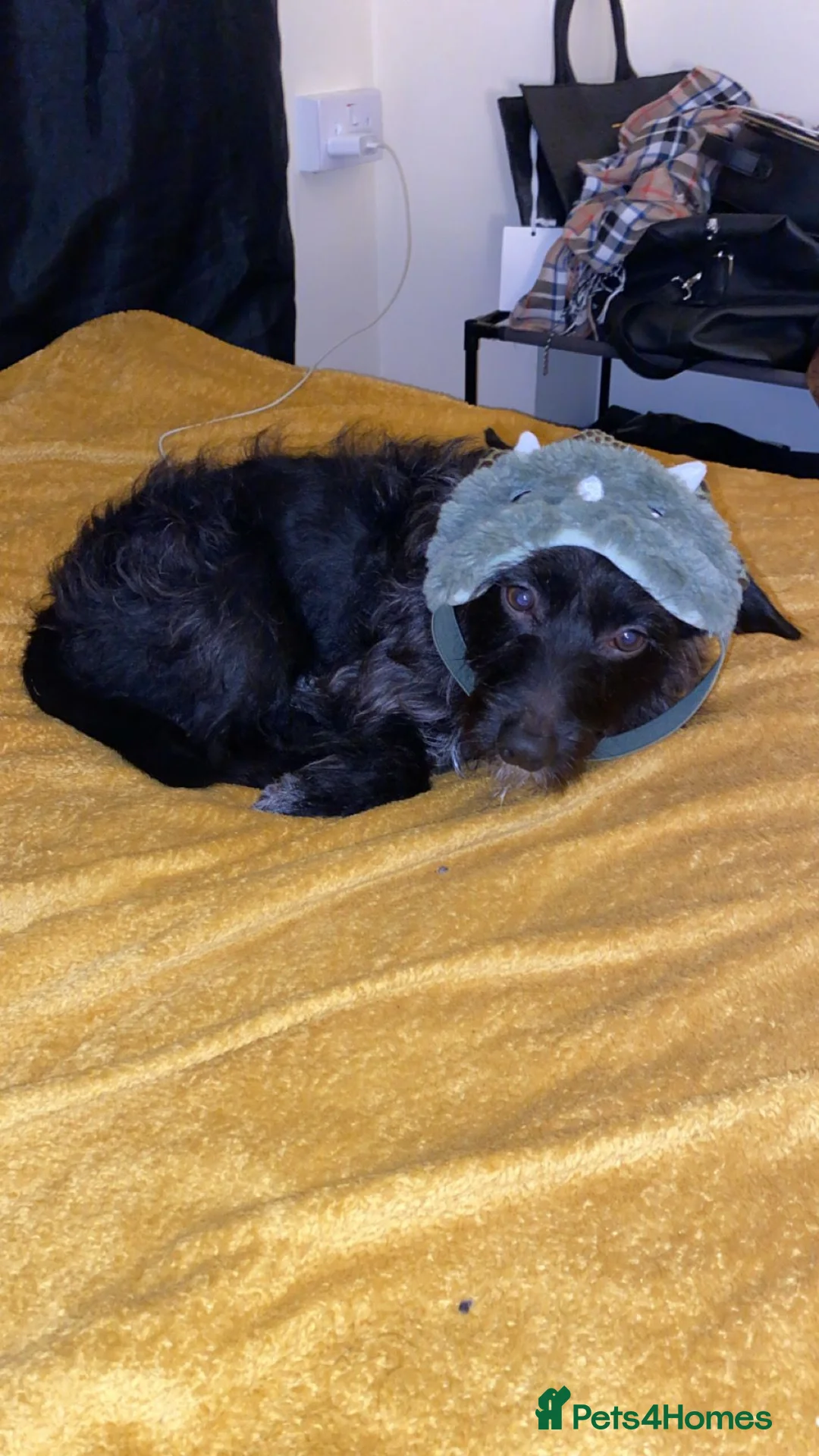 Jackapoo dogs for sale: Rex is looking for his new forever home. - Advert 1