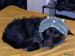 Jackapoo dogs Rex is looking for his new forever home. - Advert 6