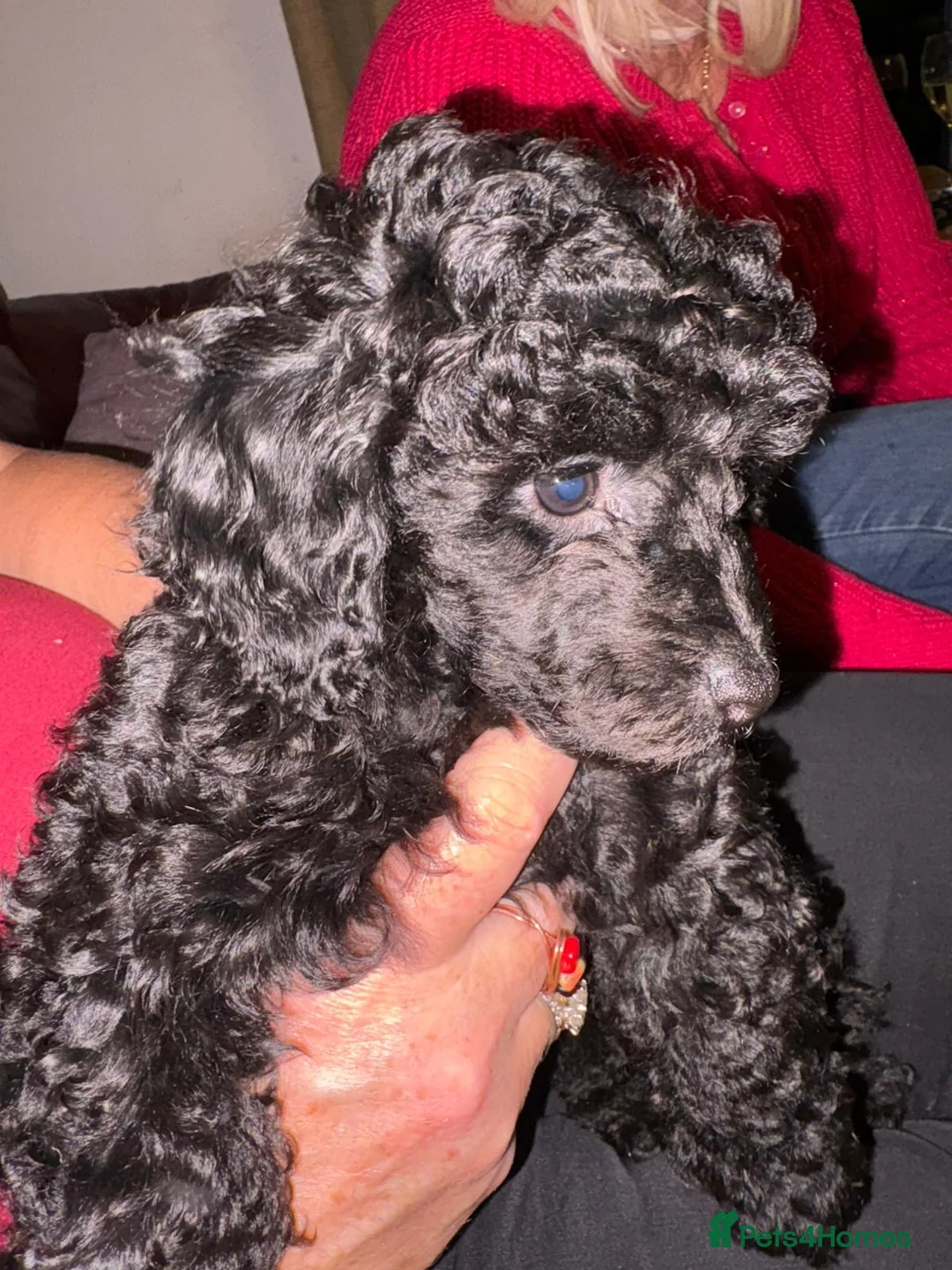 Toy Poodle dogs for sale: Toy poodle  - Advert 3
