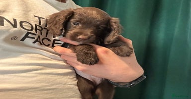 Cockapoo dogs - Advert 15