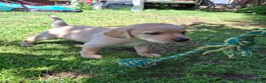 Labrador Retriever Puppy Blue