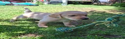 Labrador Retriever dogs for sale: READY TO GO. 2 AVAILABLE. Labrador Pups. KCreg. - Advert 39