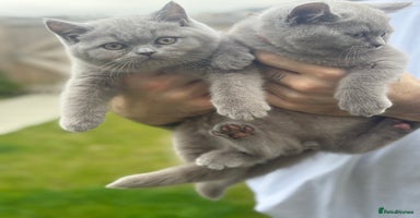 British Shorthair cats - Advert 7