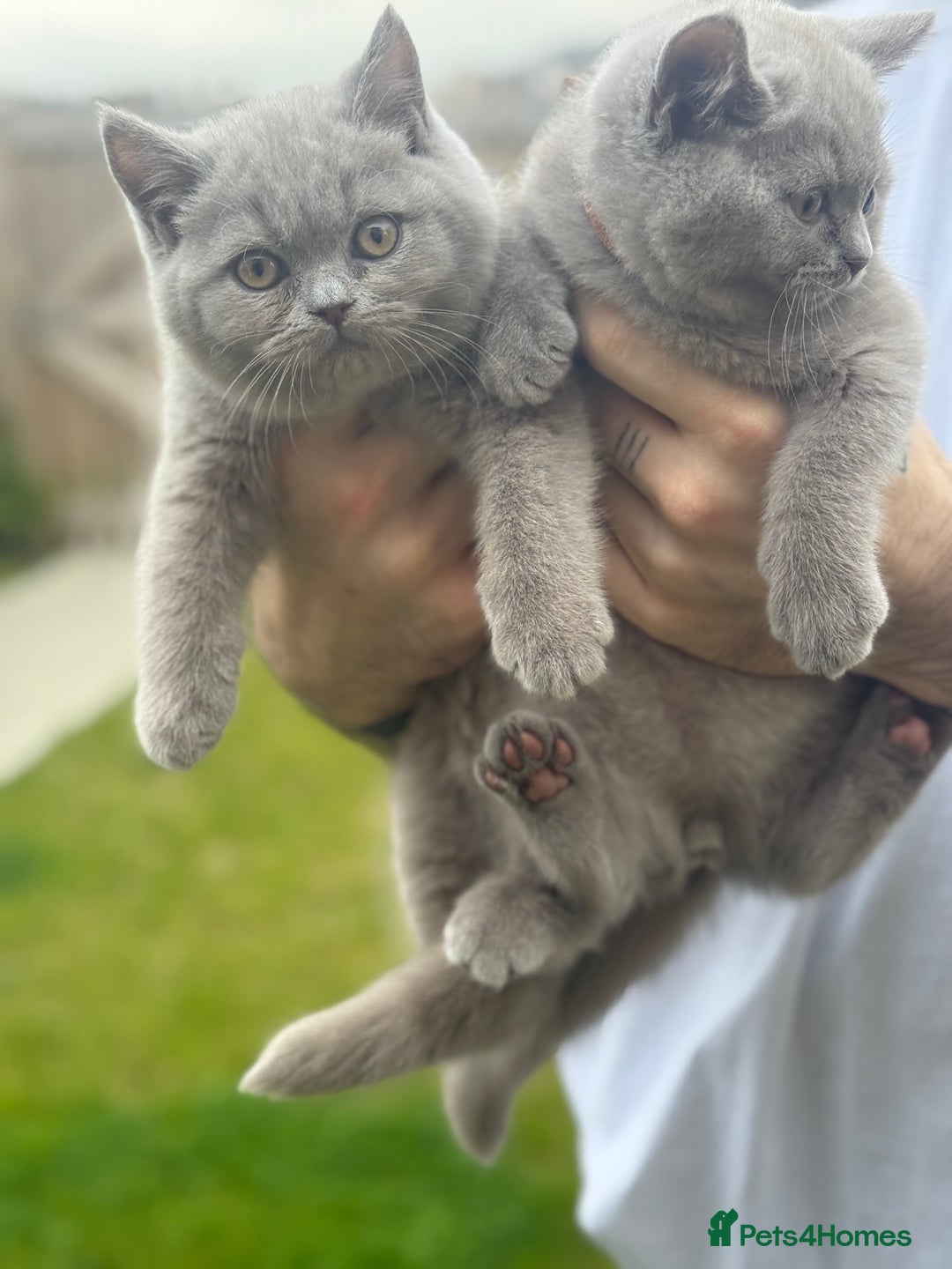 British Shorthair cats for sale: 2 lilac British shorthair boys 🐻💙🐻 - Image 2
