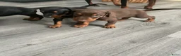 Dobermann dogs for sale: Doberman puppies  - Advert 7