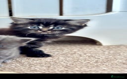Maine Coon cats for sale: Main coon Russian  - Image 2