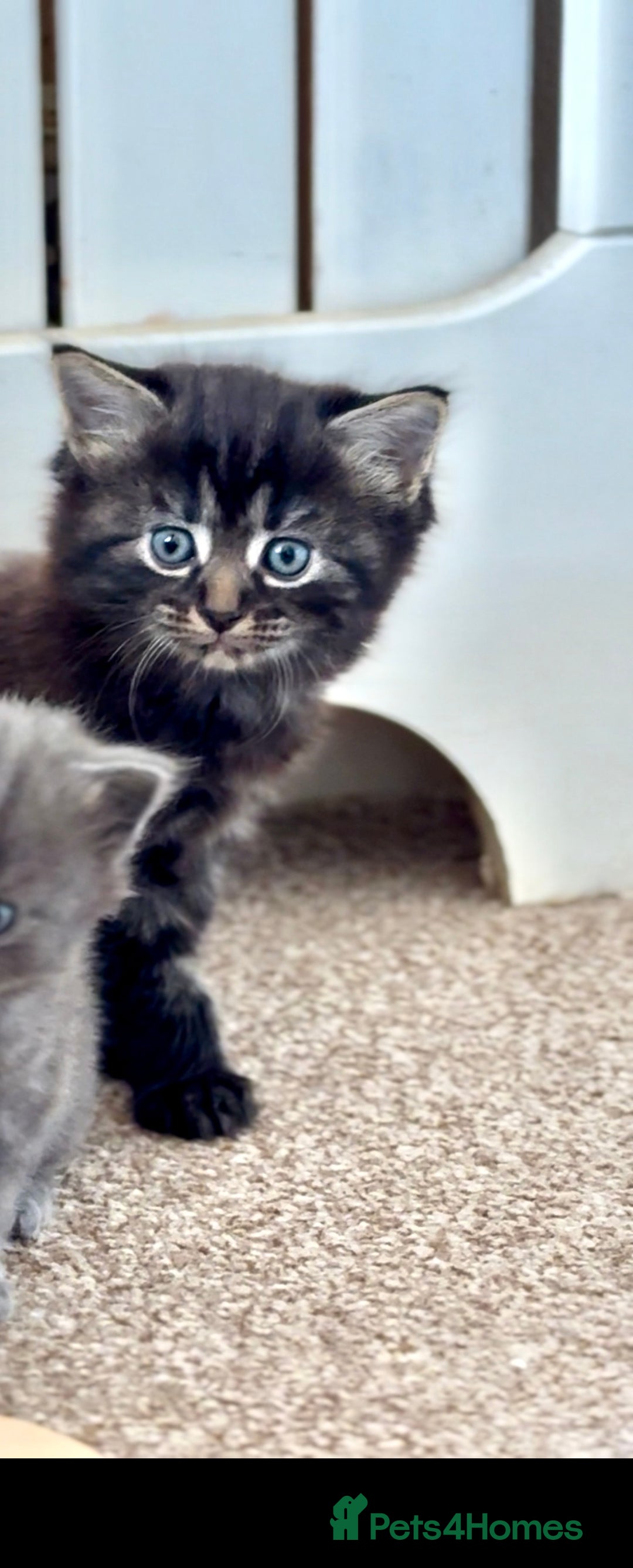 Maine Coon cats for sale: Main coon Russian  - Image 2