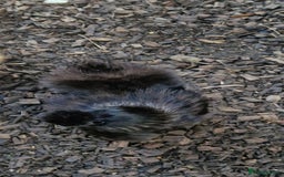 Chickens poultry for sale: 8 -9 month old laying silkie hens - Image 2