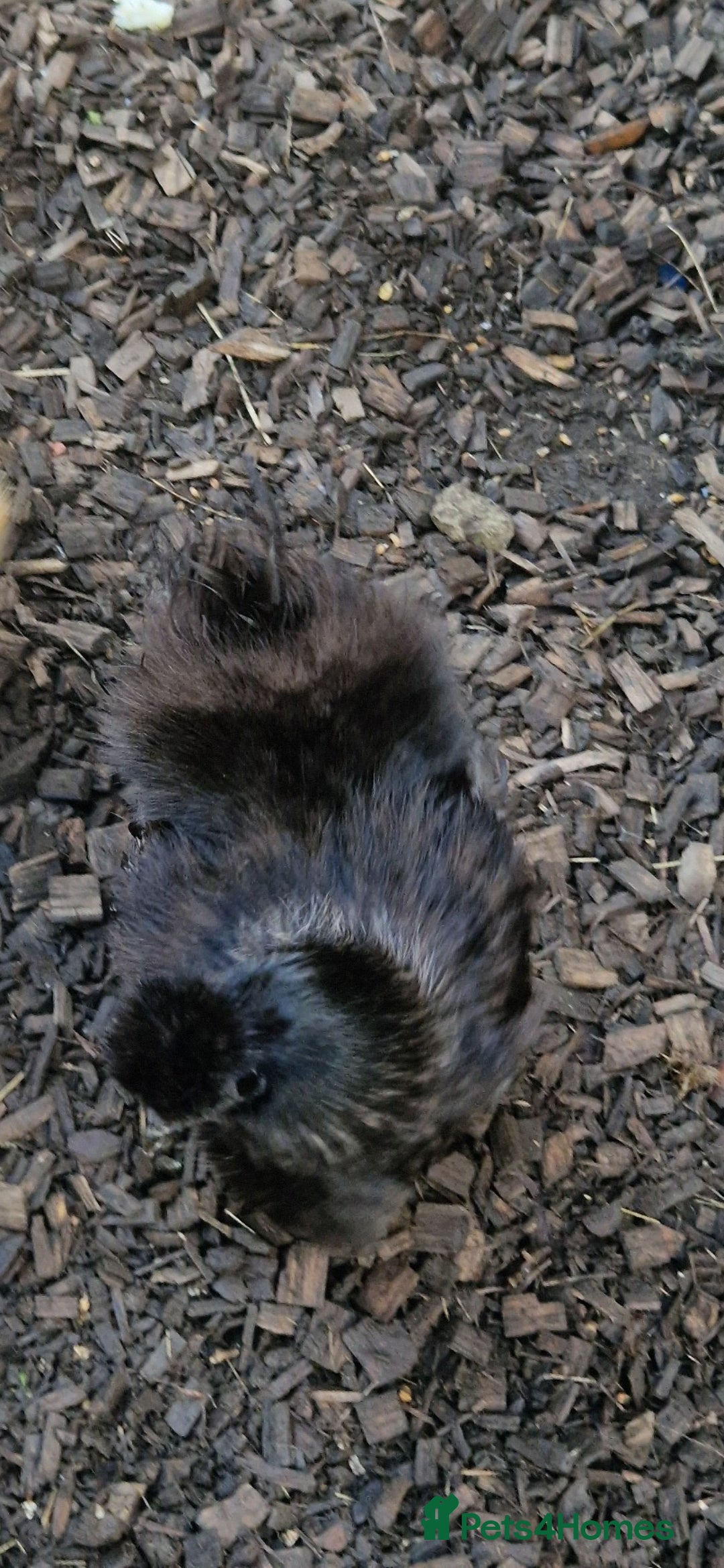 Chickens poultry for sale: 8 -9 month old laying silkie hens - Image 2