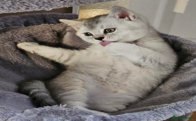 British Shorthair cats - Advert 3