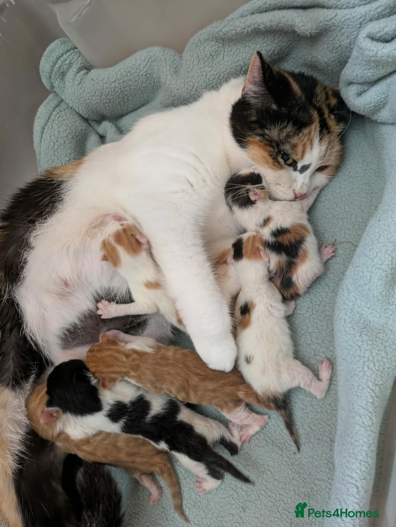 Mixed Breed cats 6 gorgeous mixed breed kittens - Advert 3