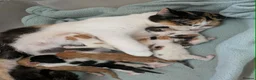 Mixed Breed cats for sale: 6 gorgeous mixed breed kittens - Advert 1