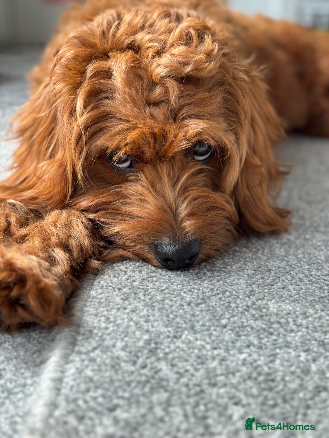 Cavapoo dogs for stud: F1 Cavapoo stud dog - Advert 9