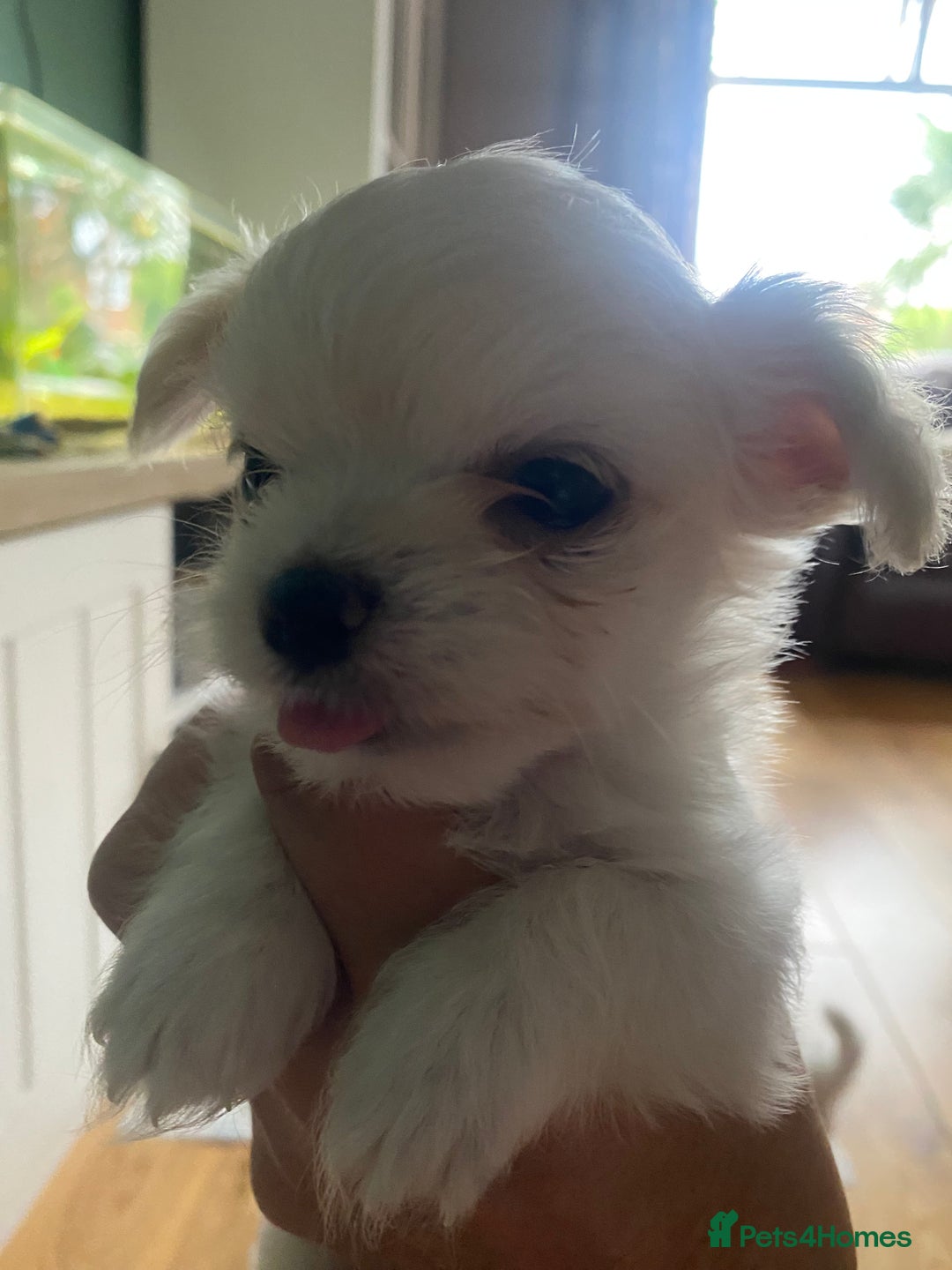 Chihuahua dogs for sale: Two white Chihuahua puppies  - Image 9