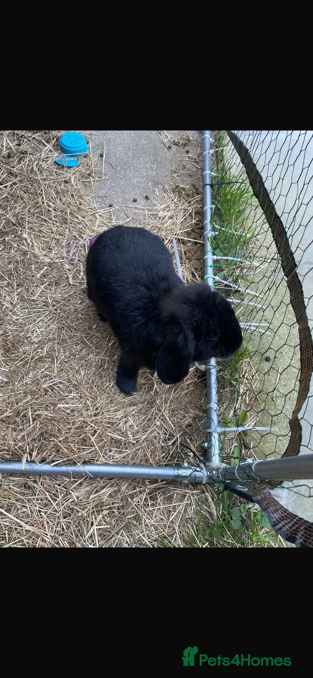 Mini Lop rabbits for sale: Raven mini lop  - Advert 8