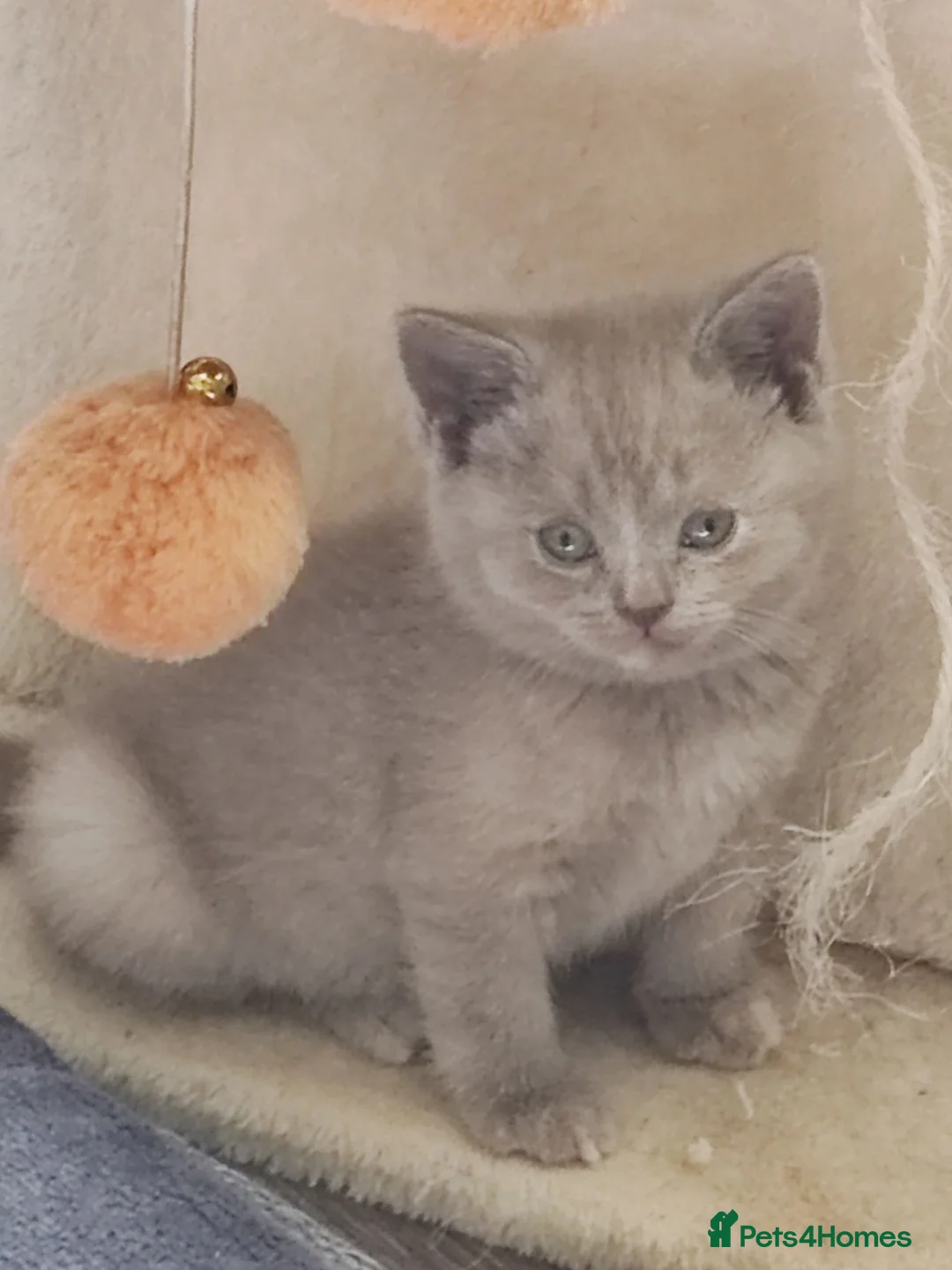British Shorthair cats for sale: British shorthair kittens  - Advert 8