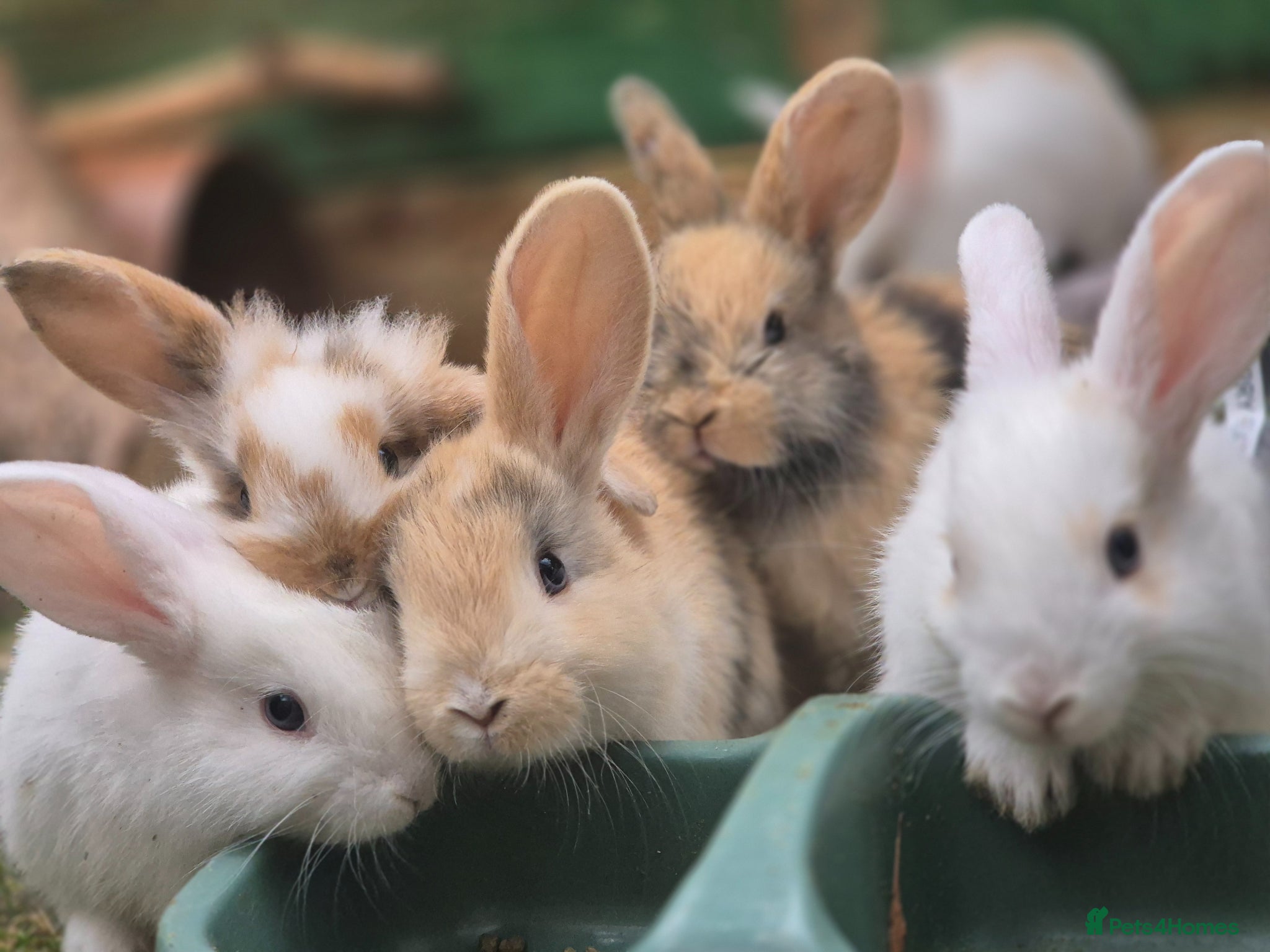 Mixed Breed rabbits 3 male Lionxlop buns very playful, well handled - Advert 4