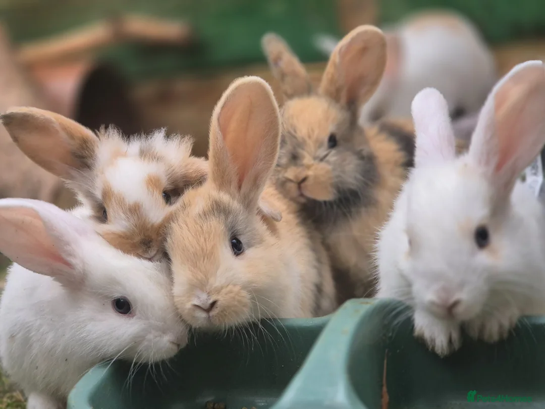 Mixed Breed rabbits for sale: 3 male Lionxlop buns very playful, well handled - Advert 1