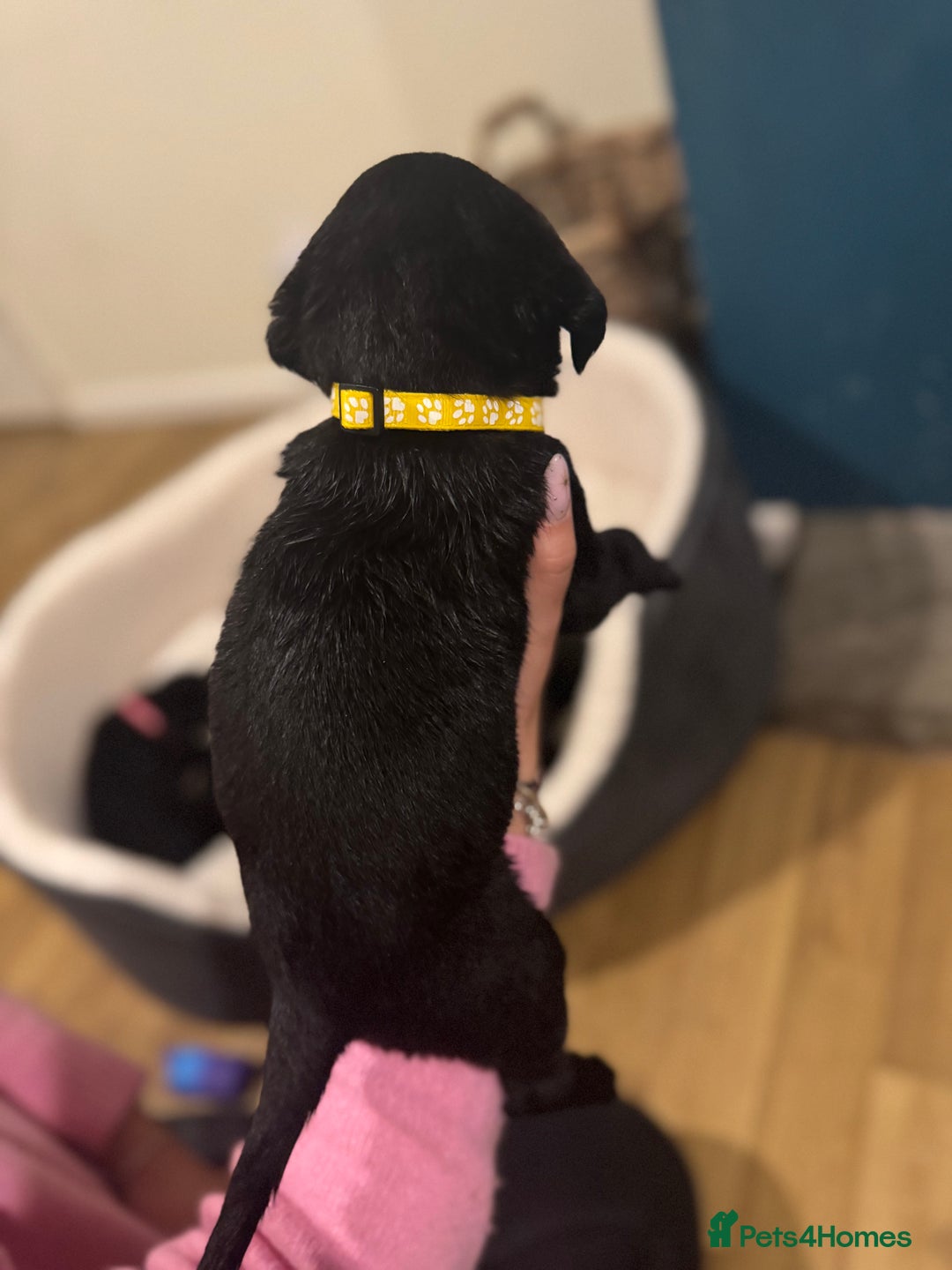 Labrador Retriever dogs for sale: Outstanding Litter of KC registered Labradors  - Image 17