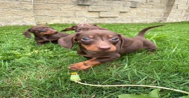 Dachshund dogs - Advert 15