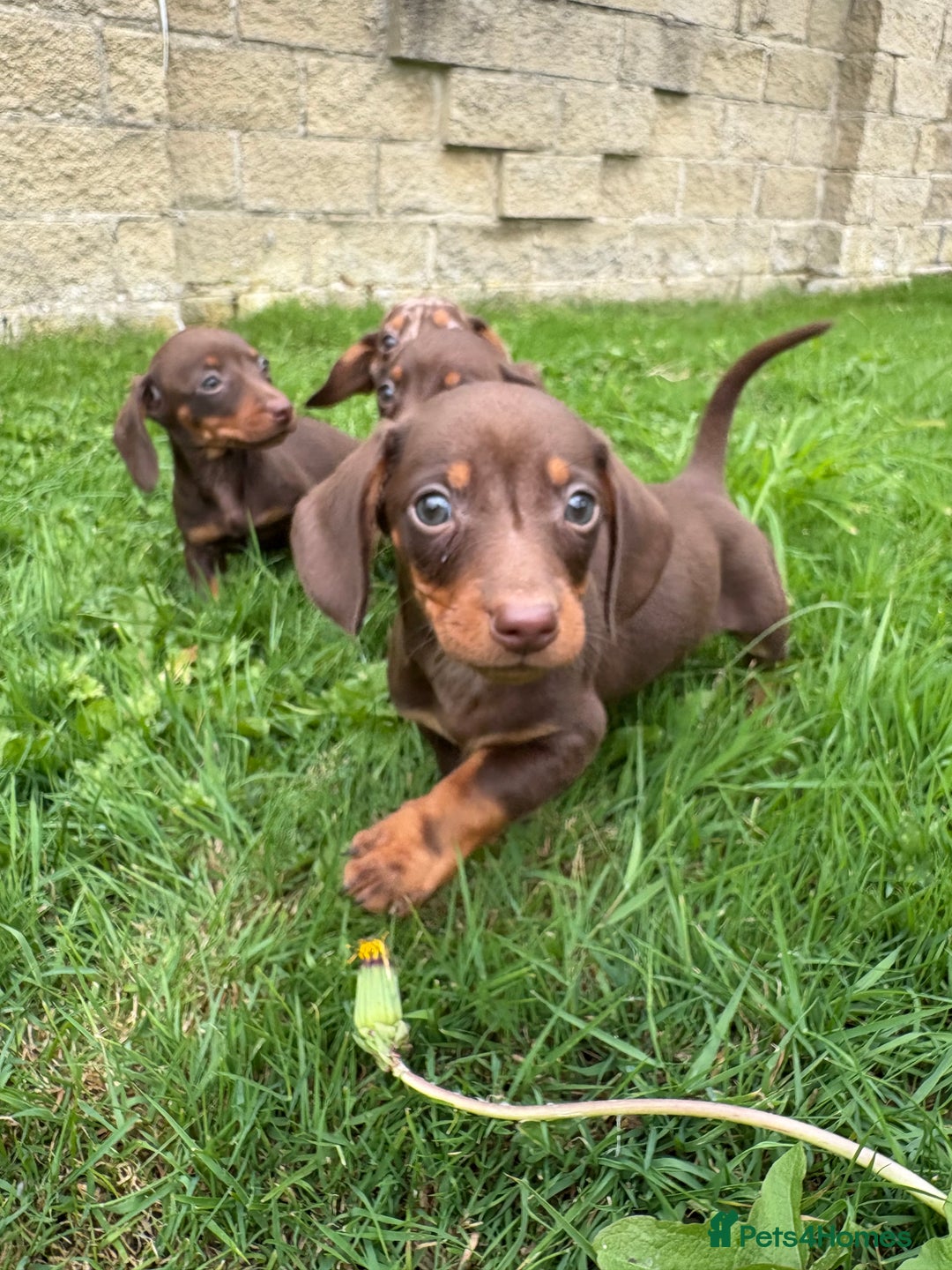Dachshund dogs for sale: Stunning dachshund puppies for sale !  - Image 2
