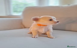 Chihuahua dogs for sale: Chihuahua puppies for sale - Image 23
