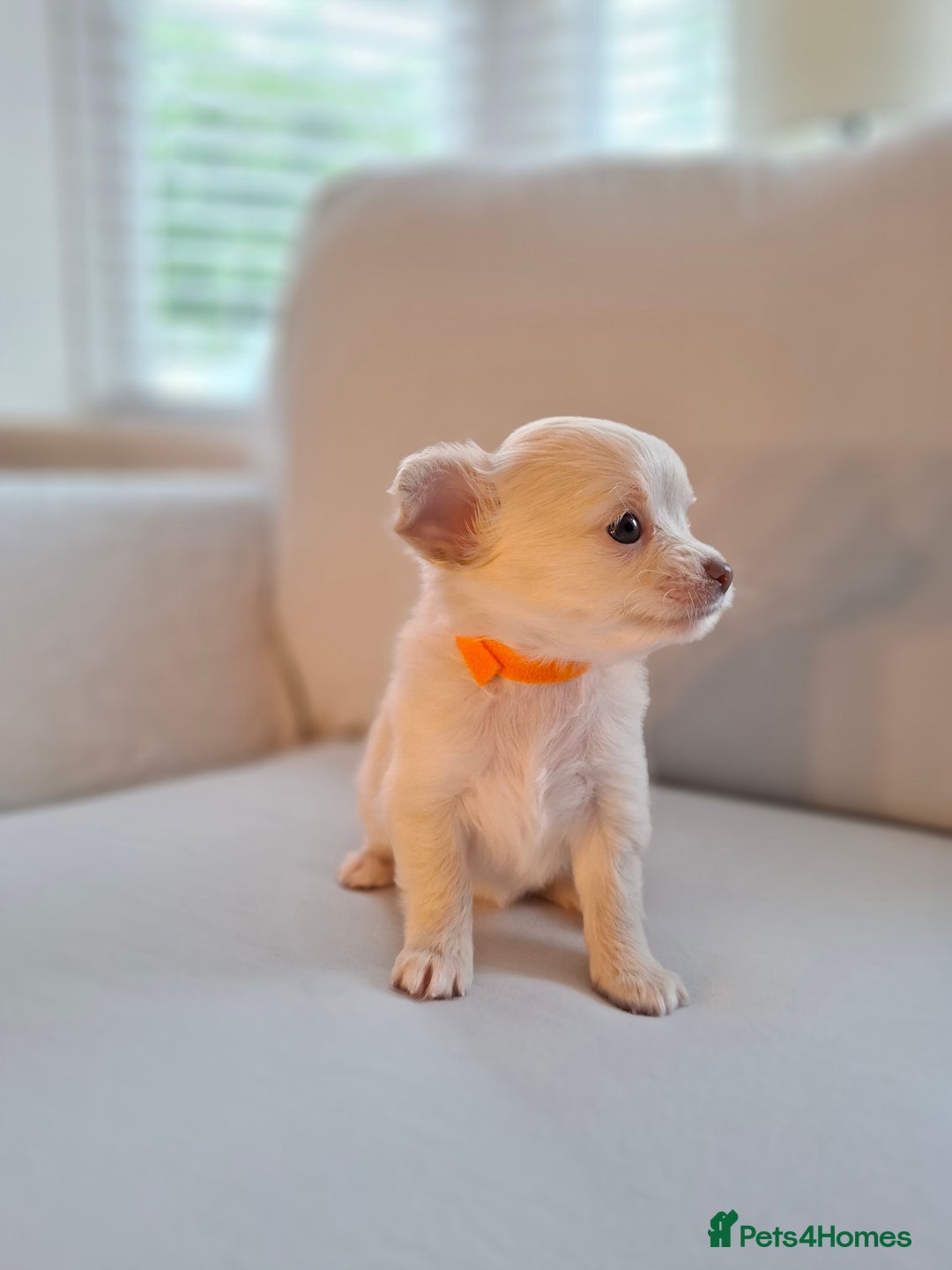 Chihuahua dogs for sale: Chihuahua puppies for sale - Image 23