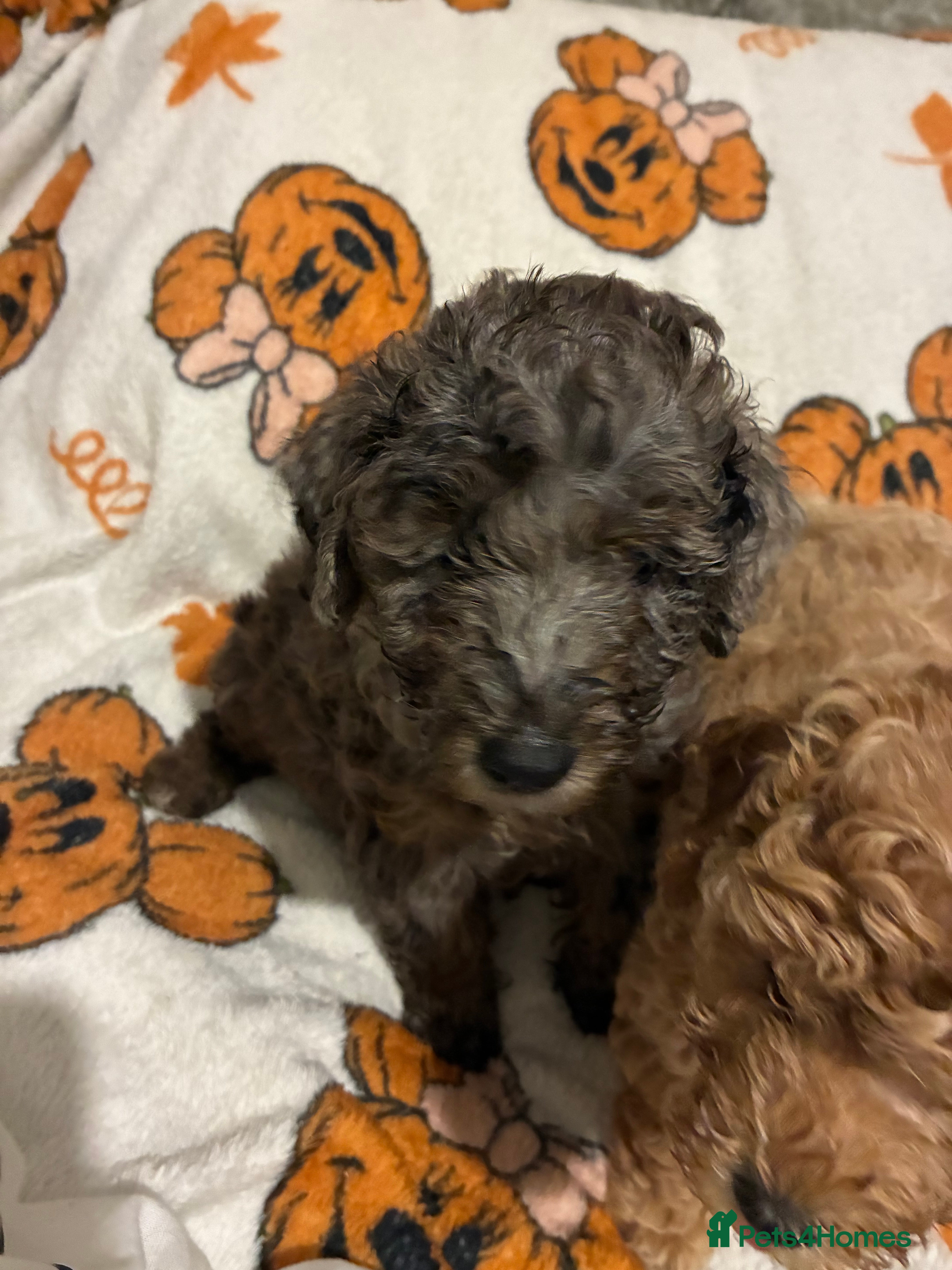 Mixed Breed dogs Beautiful F1B Patterpoo Pups for Sale - Advert 2