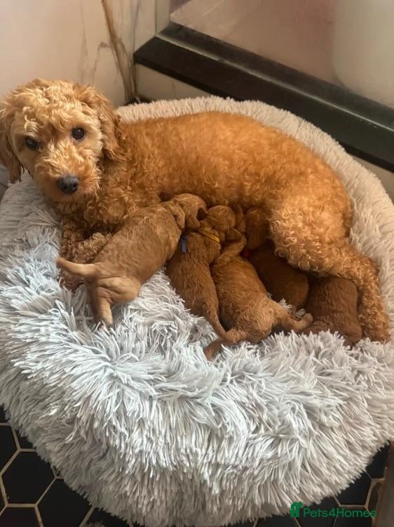 Toy Poodle dogs FALL-IN poodle toys - Advert 12