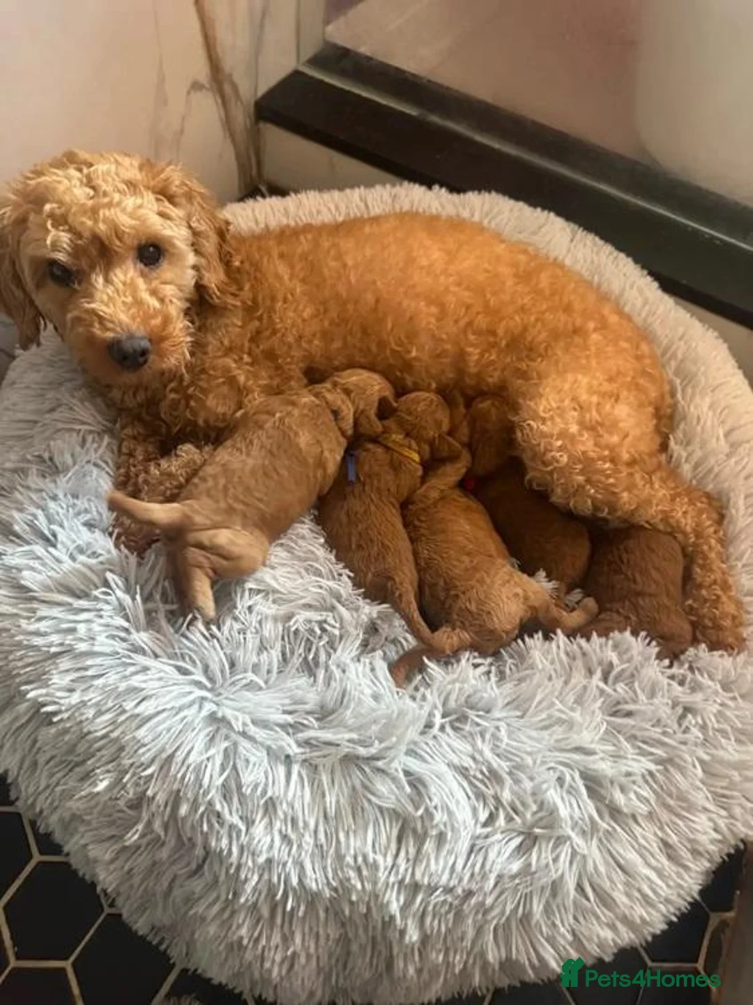 Toy Poodle dogs for sale: FALL-IN poodle toys - Advert 1