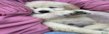 Golden Retriever 2