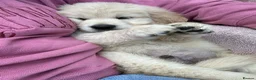 Golden Retriever dogs for sale: READY NOW Beautiful cream Golden Retriever Puppies in Milton Keynes - Advert 20
